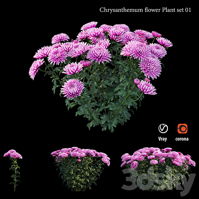 Chrysanthemum flower plant set 01 3DS Max Model - thumbnail 3