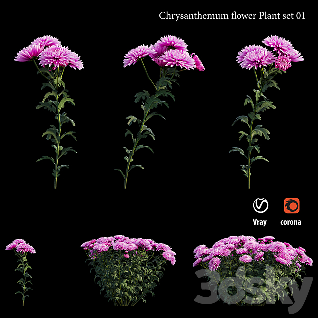 Chrysanthemum flower plant set 01 3DS Max Model - thumbnail 4