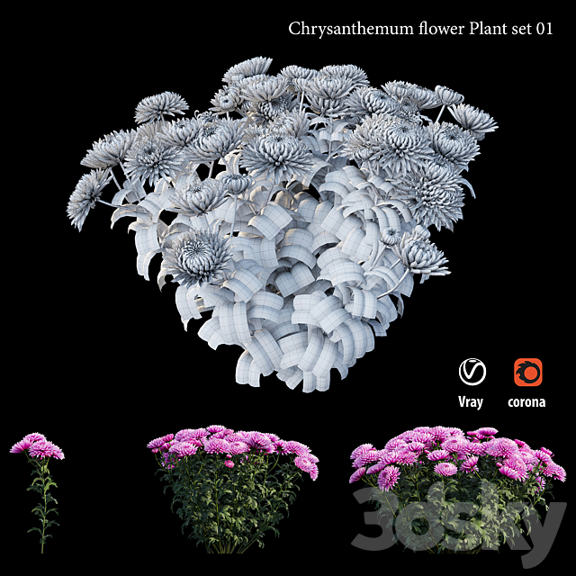 Chrysanthemum flower plant set 01 3DS Max Model - thumbnail 5