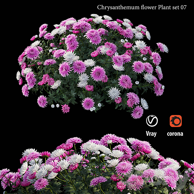 Chrysanthemum flower plant set 07 3ds Max - thumbnail 1