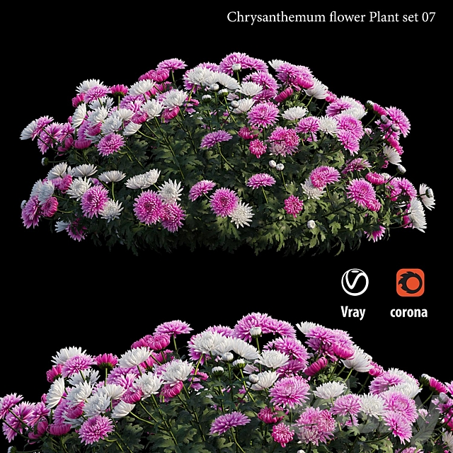 Chrysanthemum flower plant set 07 3ds Max - thumbnail 2