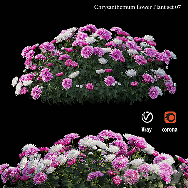 Chrysanthemum flower plant set 07 3ds Max - thumbnail 3