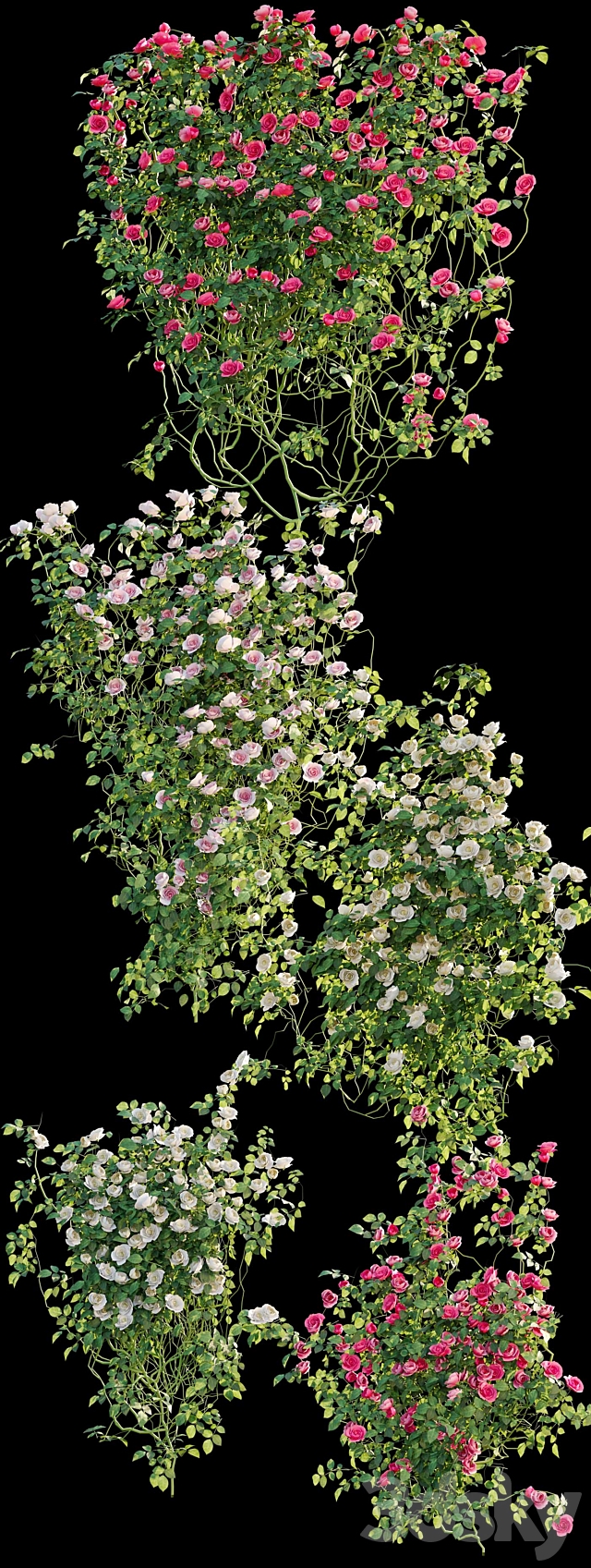 Climbing rose 3DSMax File - thumbnail 2