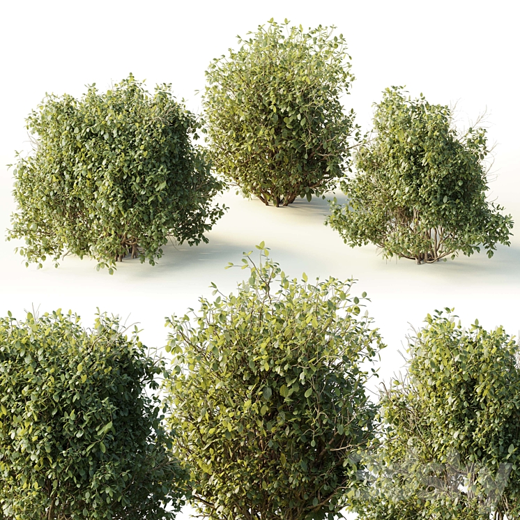 Collection mixed plants bush_shrubs set 04 3DS Max Model - thumbnail 1
