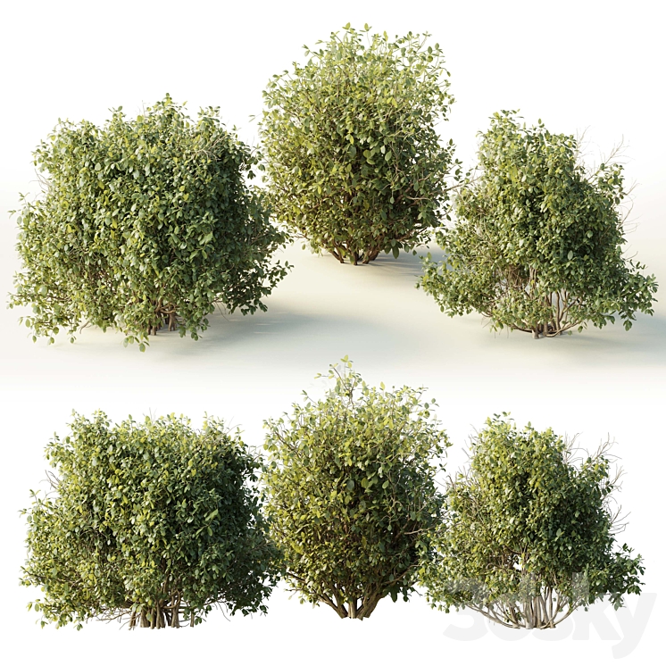 Collection mixed plants bush_shrubs set 04 3DS Max Model - thumbnail 2
