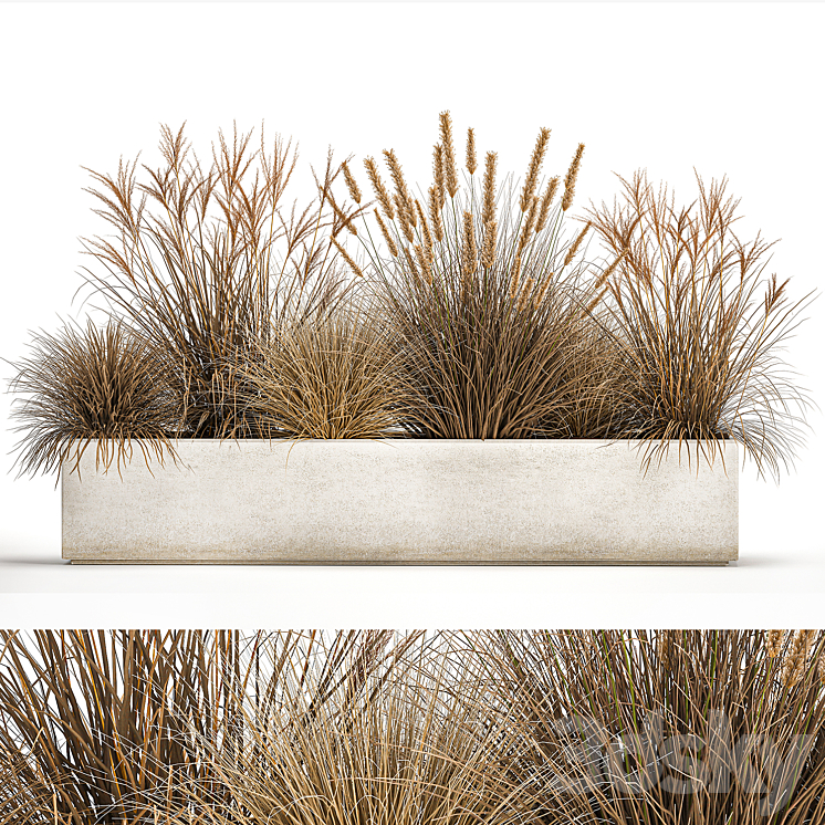 Collection of dried flower plants in a pot of Pampas grass reeds flowerbed landscaping bushes. 1072. 3DS Max - thumbnail 1