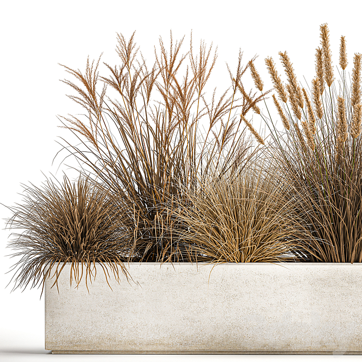 Collection of dried flower plants in a pot of Pampas grass reeds flowerbed landscaping bushes. 1072. 3DS Max - thumbnail 2