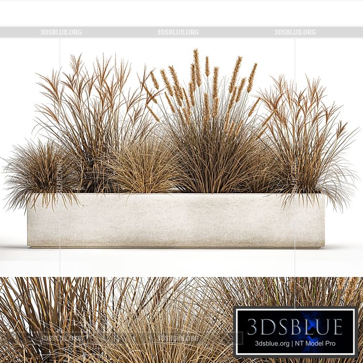 Collection of dried flower plants in a pot of Pampas grass reeds flowerbed landscaping bushes. 1072. 3DS Max - thumbnail 3