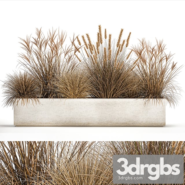 Collection of dried flower plants in a pot of pampas grass, reeds, flowerbed, landscaping, bushes. 1072. - thumbnail 1