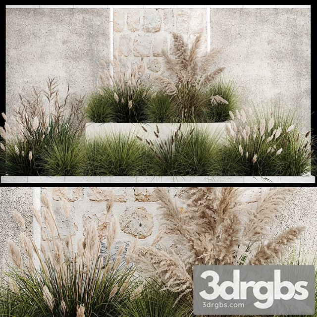 Collection of flowerbed plants and bushes with grass for landscaping, pampas grass, cortaderia and white reeds. 1126. - thumbnail 1