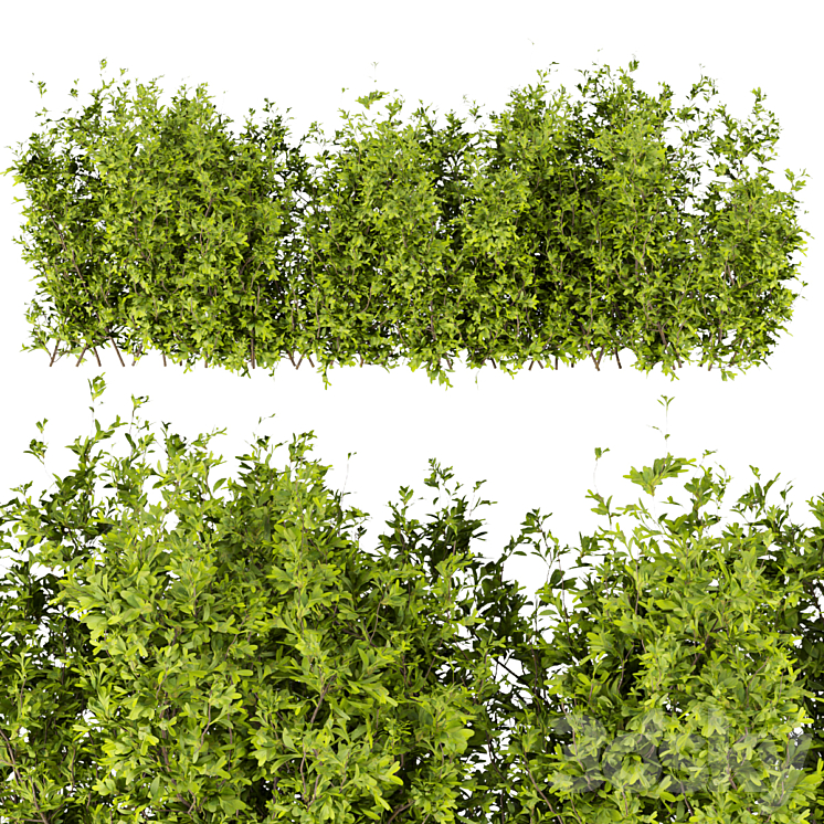 Collection plant vol 309 – bush – outdoor – leaf 3DS Max - thumbnail 2