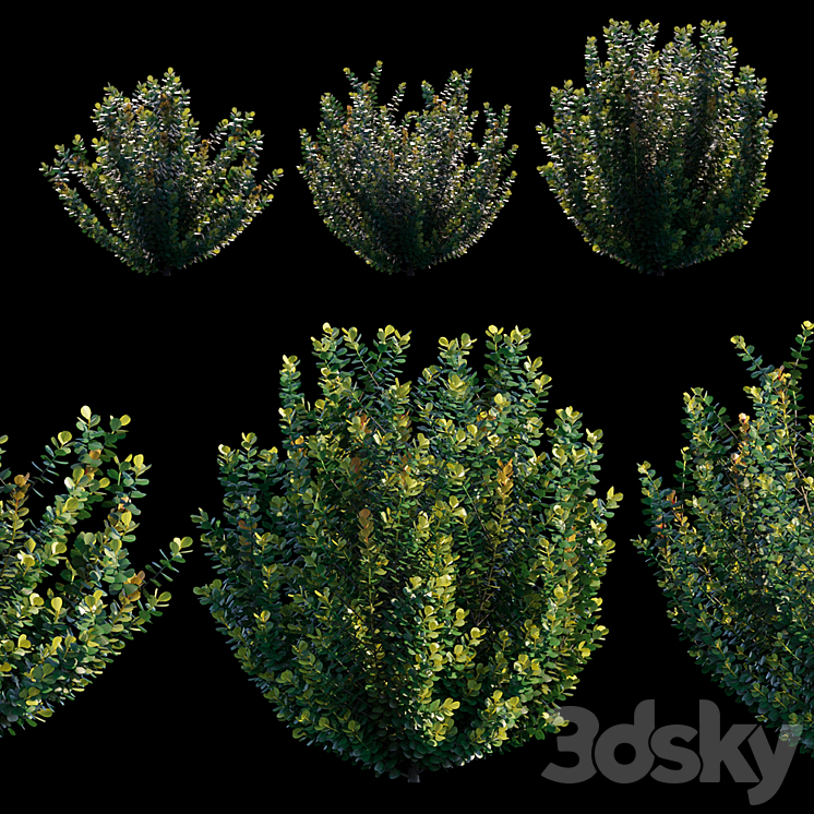 Common bush 3DS Max - thumbnail 1