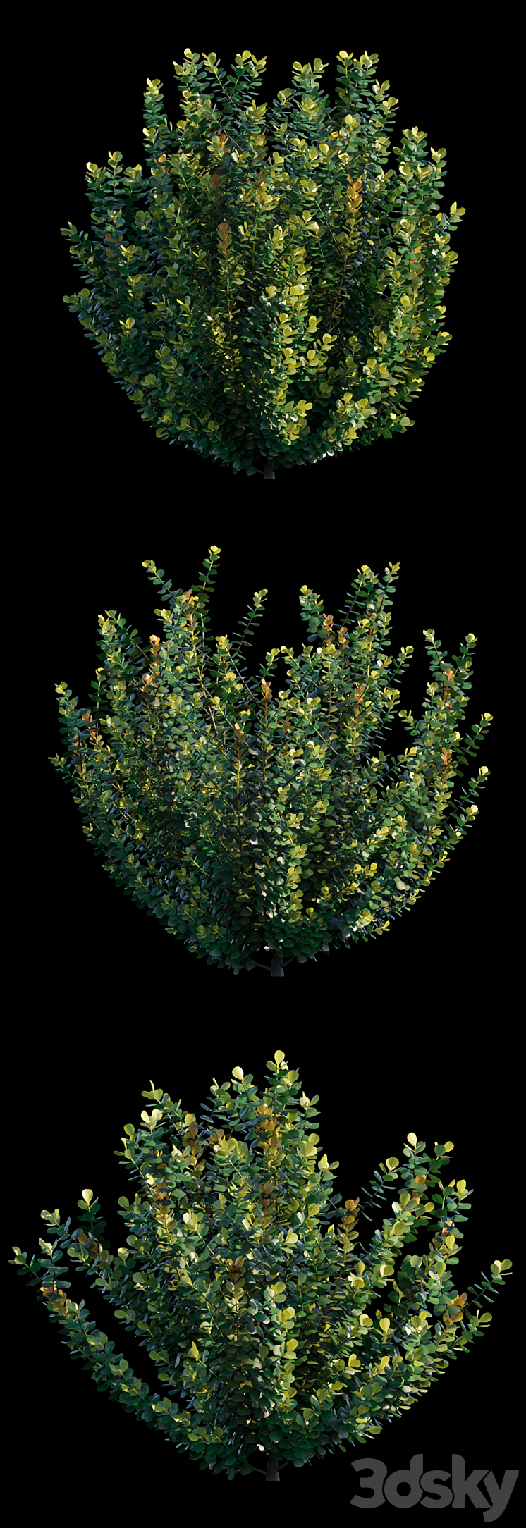 Common bush 3DS Max - thumbnail 2