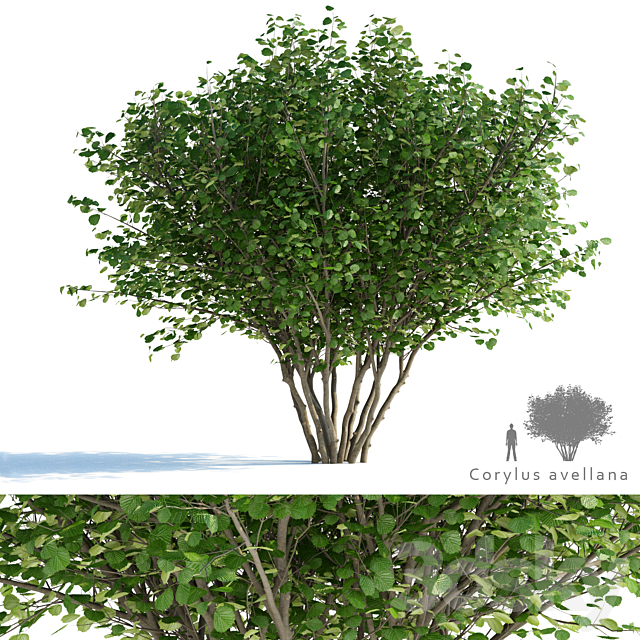 Common hazel | Corylus avellana 3ds Max - thumbnail 1