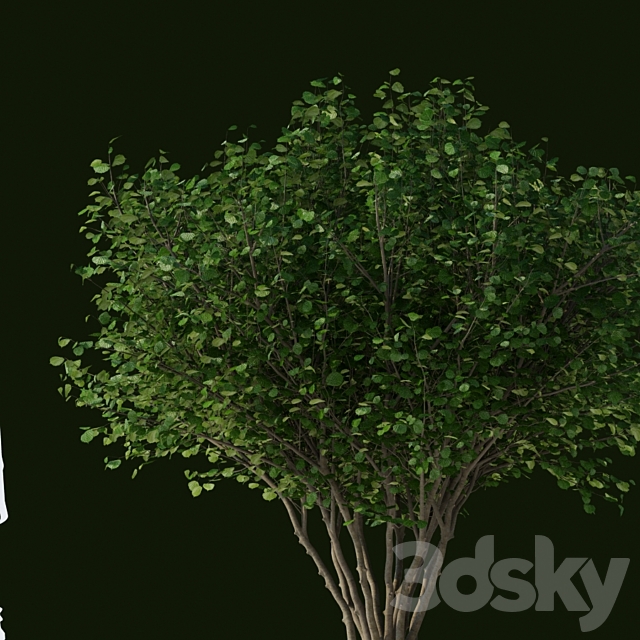 Common hazel | Corylus avellana 3ds Max - thumbnail 3