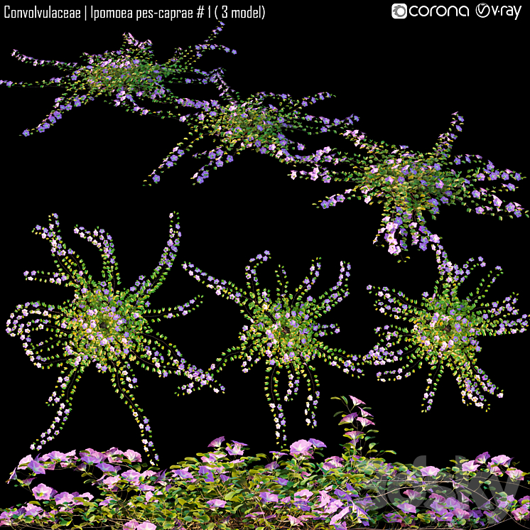 Convolvulaceae | Ipomoea pes-caprae # 1 (3 model) 3DS Max - thumbnail 1