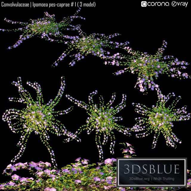 Convolvulaceae | Ipomoea pes-caprae # 1 (3 model) 3DS Max - thumbnail 3