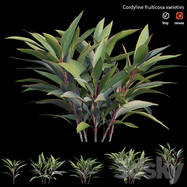 Cordyline fruiticosa varieties 3ds Max - thumbnail 1