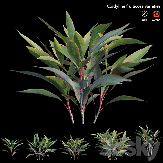 Cordyline fruiticosa varieties 3ds Max - thumbnail 2