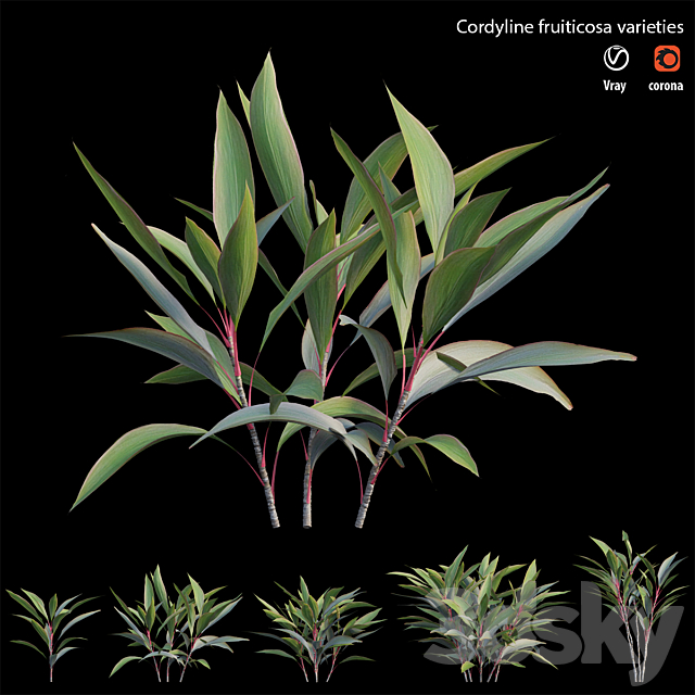 Cordyline fruiticosa varieties 3ds Max - thumbnail 3