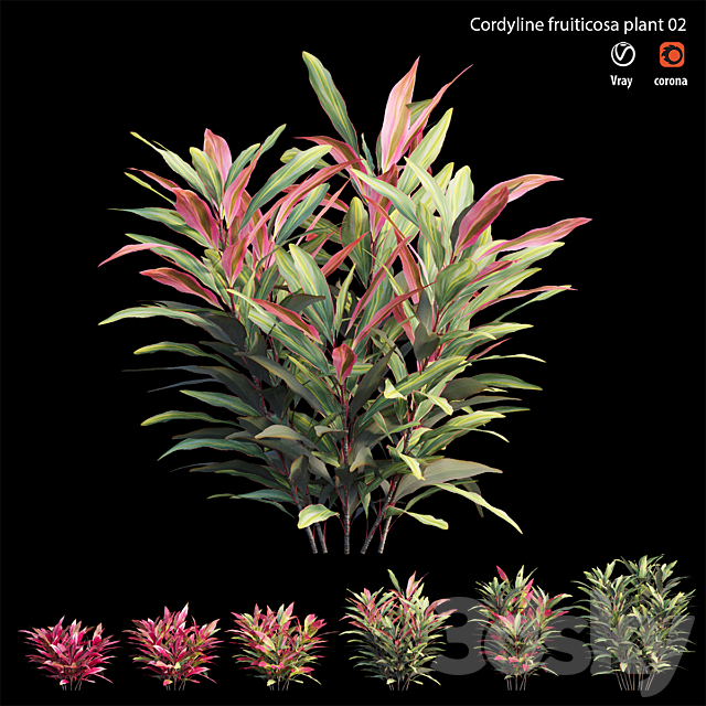 Cordyline Fruticosa plant set 02 3ds Max - thumbnail 1