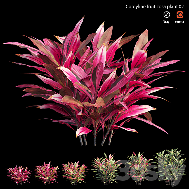 Cordyline Fruticosa plant set 02 3ds Max - thumbnail 2