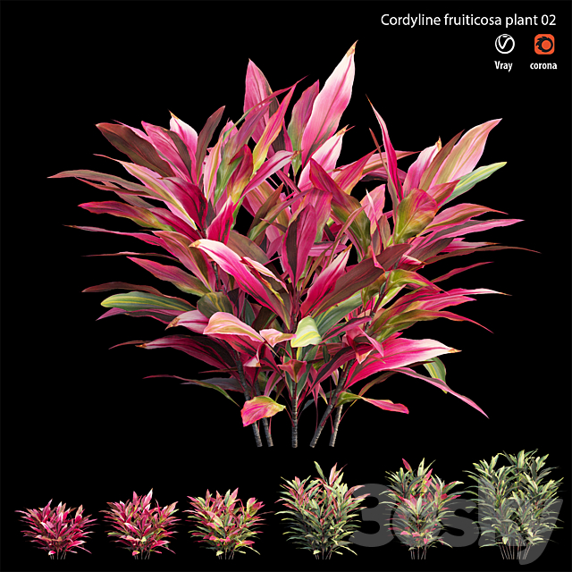 Cordyline Fruticosa plant set 02 3ds Max - thumbnail 3