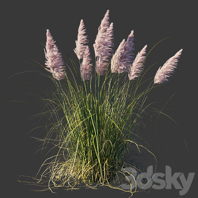 Cortaderia dioica Rosea _ Cortaderia selloana Rosea 3ds Max - thumbnail 1