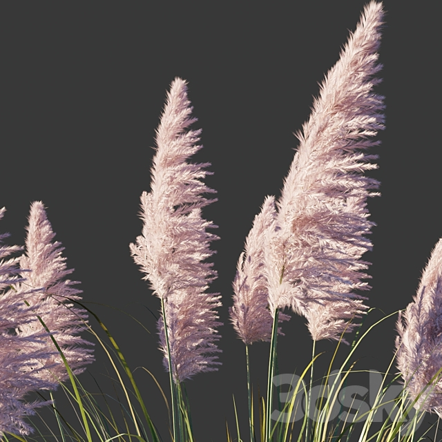 Cortaderia dioica Rosea _ Cortaderia selloana Rosea 3ds Max - thumbnail 2