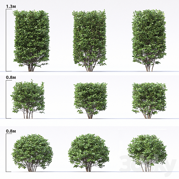 Cotoneaster 3DS Max - thumbnail 1