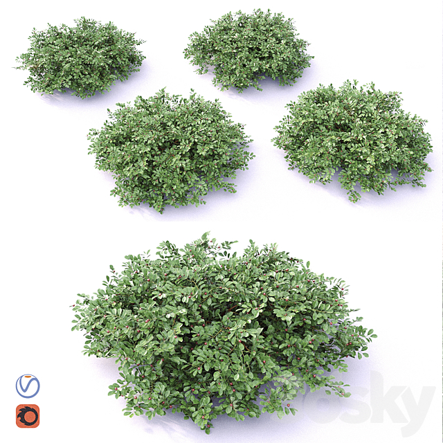 Cotoneaster 3DS Max Model - thumbnail 1