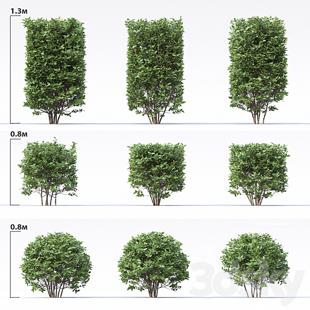 Cotoneaster 3DSMax File - thumbnail 1