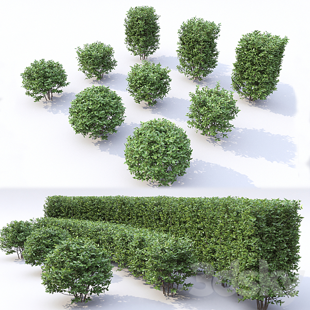 Cotoneaster 3DSMax File - thumbnail 2