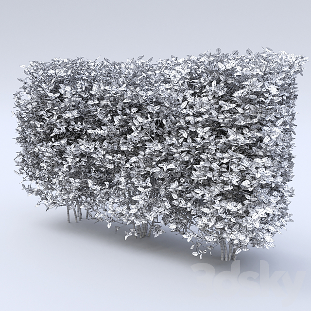 Cotoneaster 3DSMax File - thumbnail 3