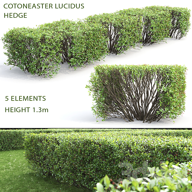 Cotoneaster 3DSMax File - thumbnail 1