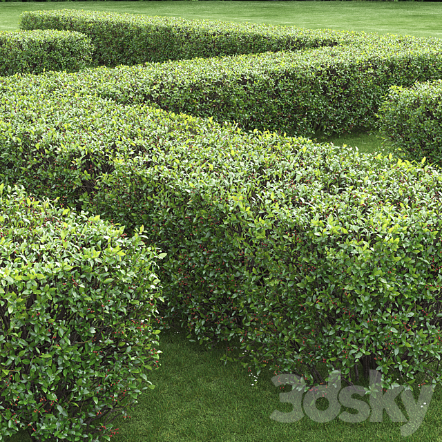 Cotoneaster 3DSMax File - thumbnail 3