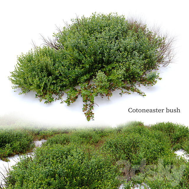 Cotoneaster bush 3ds Max - thumbnail 1