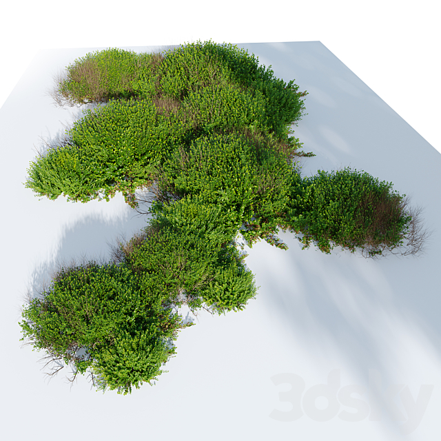 Cotoneaster bush 3ds Max - thumbnail 2