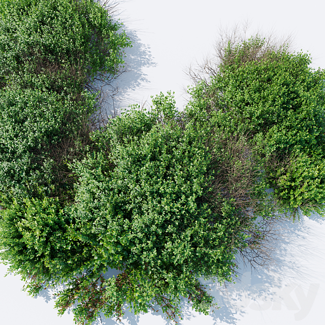 Cotoneaster bush 3ds Max - thumbnail 3