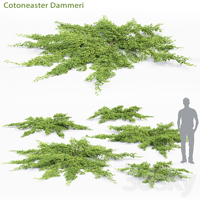 Cotoneaster Dammeri # 2 3ds Max - thumbnail 1