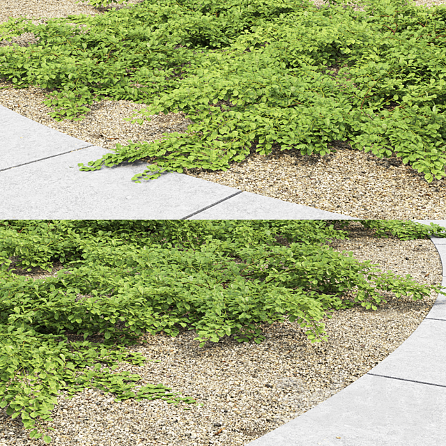 Cotoneaster Dammeri # 2 3ds Max - thumbnail 2