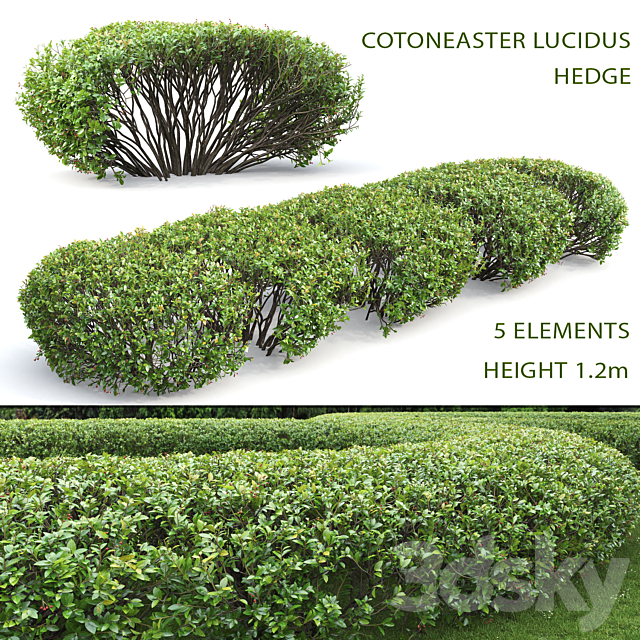 Cotoneaster lucidus hedge # 1 3DS Max Model - thumbnail 1