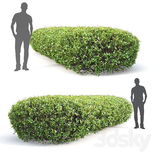 Cotoneaster lucidus hedge # 1 3DS Max Model - thumbnail 2