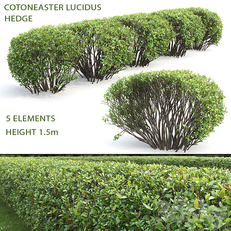 Cotoneaster lucidus hedge #2 3DS Max - thumbnail 1