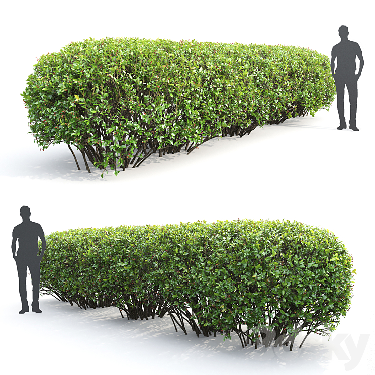 Cotoneaster lucidus hedge #2 3DS Max - thumbnail 2