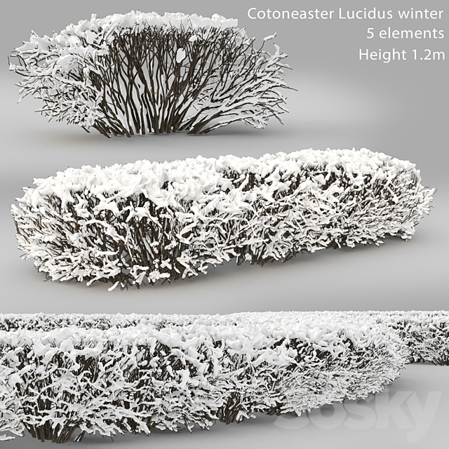 Cotoneaster lucidus. Winter hedge # 1 3ds Max - thumbnail 1