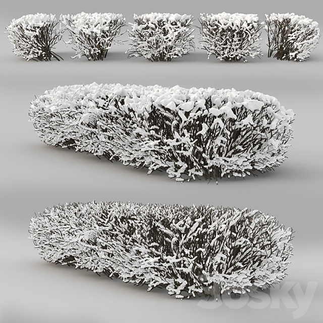 Cotoneaster lucidus. Winter hedge # 1 3ds Max - thumbnail 2