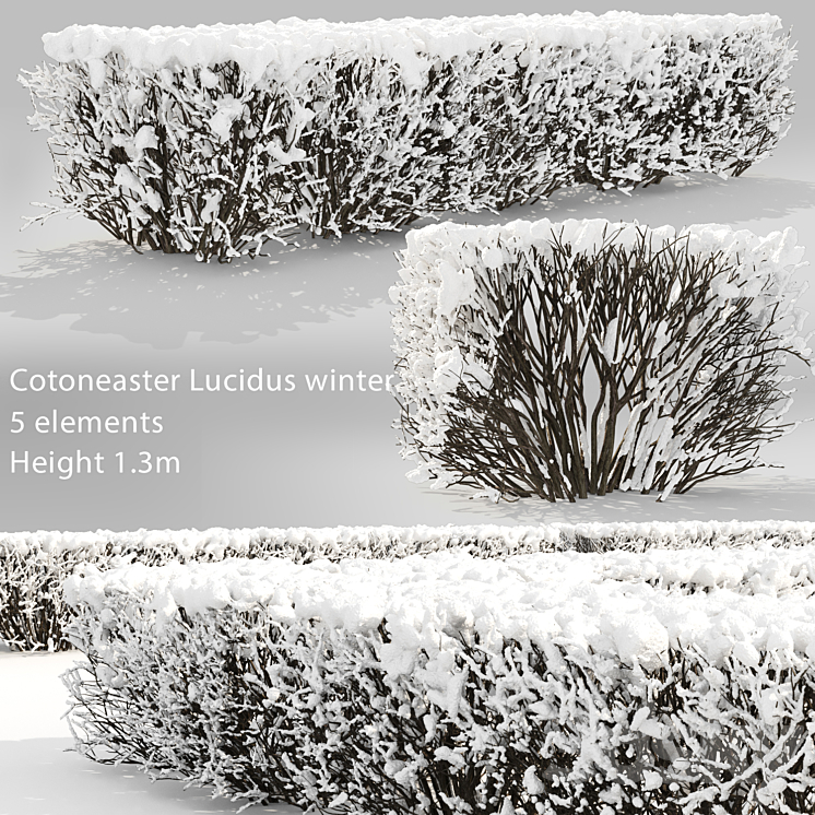 Cotoneaster lucidus. Winter hedge # 3 3DS Max - thumbnail 1