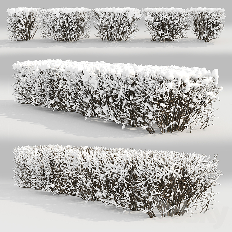 Cotoneaster lucidus. Winter hedge # 3 3DS Max - thumbnail 2