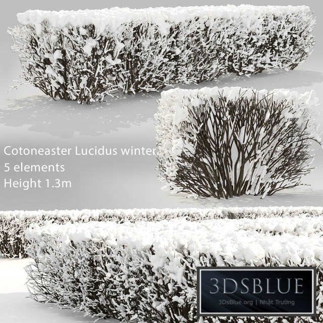 Cotoneaster lucidus. Winter hedge # 3 3DS Max - thumbnail 3